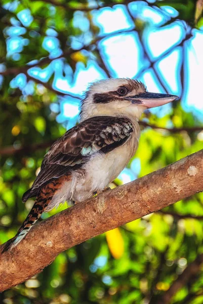 Skrattande Kookaburra Regnskogen Daintree National Park Queensland Australien — Stockfoto