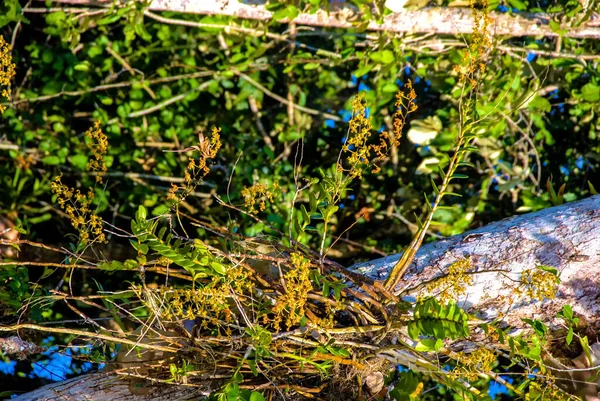 Arbre Piquant Est Une Des Plantes Les Dangereuses Forêt Tropicale — Photo