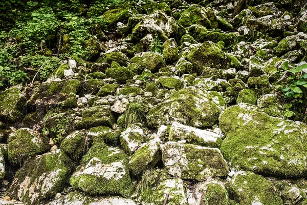 Nature Backgrounds Dark Green Coloured Moss Growing Limestone Rocks — Stock Photo, Image