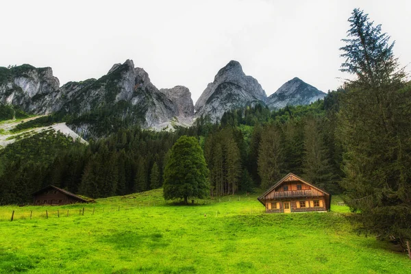 개있는 알프스 초원과 보이는 오스트리아의 고우사 산봉우리들 — 스톡 사진