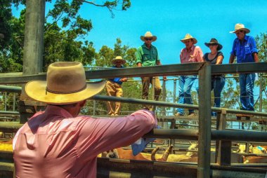 Toowoomba, Avustralya - 11 Ekim 2011: Müzayedeciler sığır eti için satış merkezleri, Toowoomba, Queensland, Avustralya 'da fiyat açıkladılar.