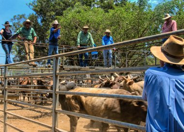 Toowoomba, Australia - 11 October 2011: Auctioneer calls out prices for beef cattle at saleyards,Toowoomba, Queensland, Australia. clipart