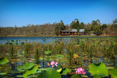 The Mareeba wetlands near Cairns, Australia. clipart