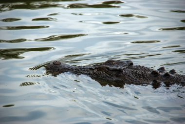 Tuzlu Su Timsahı (Crocodylus porosus), Sarı Su Billabong, Kakadu Ulusal Parkı, Kuzey Toprakları, NT, Avustralya