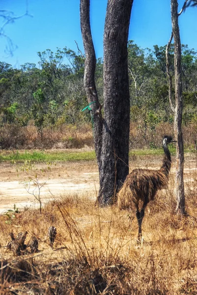 Emu Dromaius Novaehollandiae Atherton Tablelands North Queensland Qld Austrálie — Stock fotografie