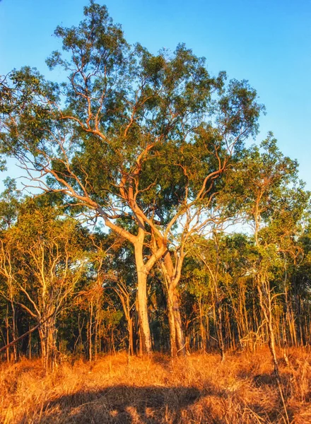 Mareeba Wetlands Reserve Queensland Australien Vid Solnedgången — Stockfoto