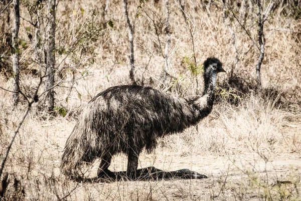 Emu Descansando Sobre Tierra Roja Territorio Del Norte Australia — Foto de Stock