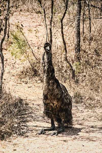 Emu Resting Red Dirt Northern Territory Australia — Stock Photo, Image