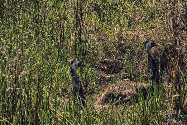 Emu Lehűl Egy Forró Napon — Stock Fotó
