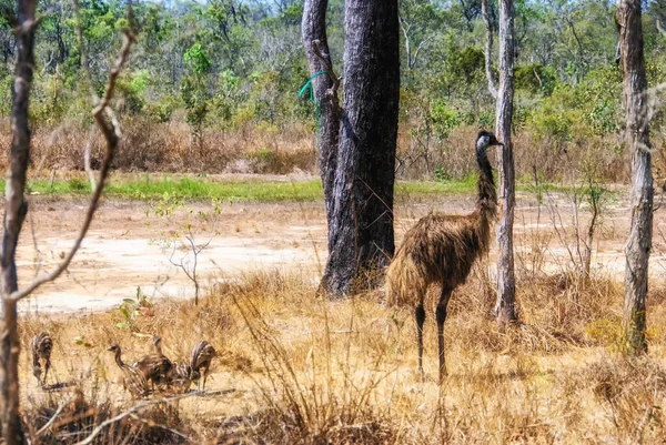 Emu Dromaius Novaehollandiae Atherton Tablelands North Queensland Qld Australia — 스톡 사진