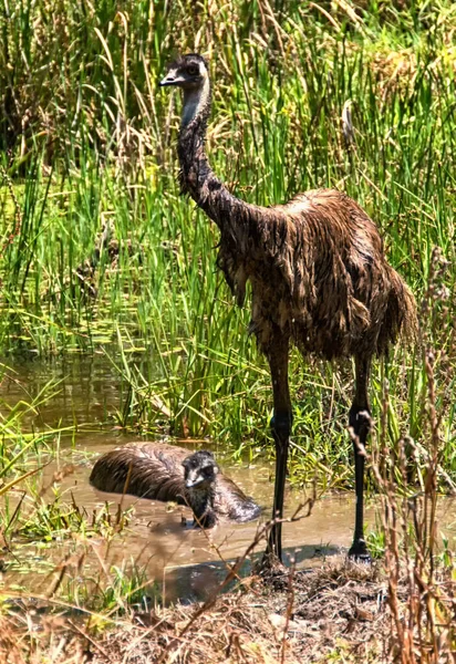 Emu Sıcak Bir Günde Serinliyor — Stok fotoğraf