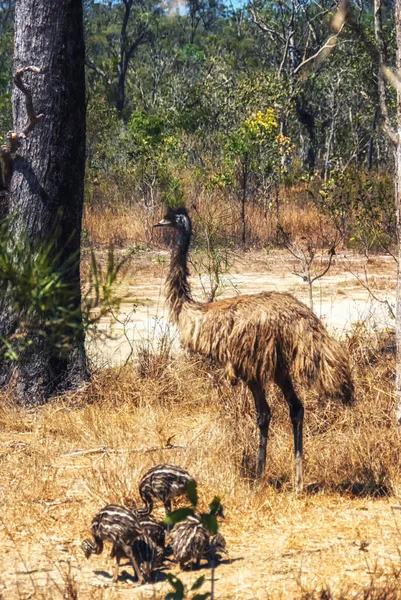 Emu Dromaius Novaehollandiae Atherton Tablelands North Queensland Qld Austrália — Fotografia de Stock