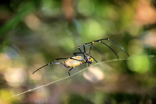 Guldklot Spindel Nephila Maculata Kakadu Norra Territoriet Australien — Stockfoto