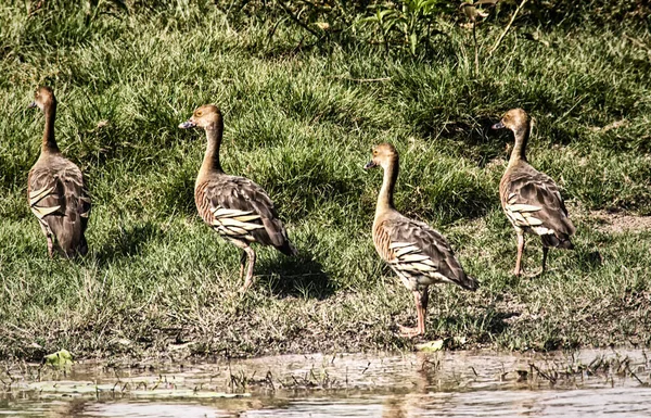 Plumed Whistling Ducks Dendrocygna Eytoni Humedales Agua Amarilla Parque Nacional — Foto de Stock