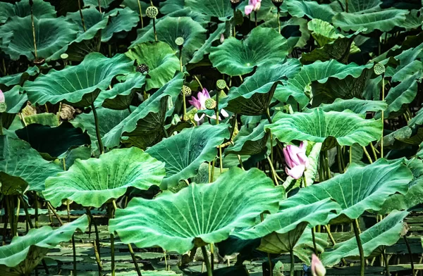 Lotus Lily Sacred Lotus Nelumbo Nucifera Photographed Yellow Water Wetlands — Stock Photo, Image