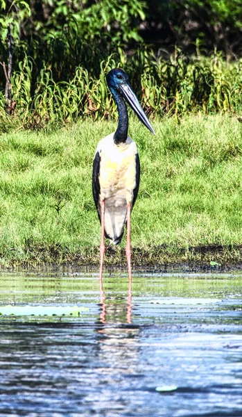 Siyah Boyunlu Bir Leylek Sarı Billabong Kakadu Ulusal Parkı Kuzey — Stok fotoğraf