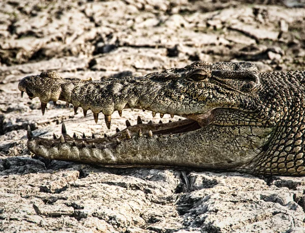 Saltwater Crocodile Crocodylus Porosus Yellow Water Billabong Kakadu Nemzeti Park — Stock Fotó