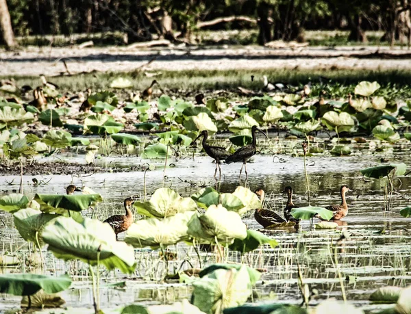 Vida Das Aves Nas Zonas Húmidas Água Amarela Parque Nacional — Fotografia de Stock