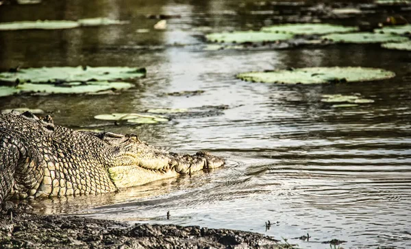 Tuzlu Su Timsahı (Crocodylus porosus), Sarı Su Billabong, Kakadu Ulusal Parkı, Kuzey Toprakları, NT, Avustralya