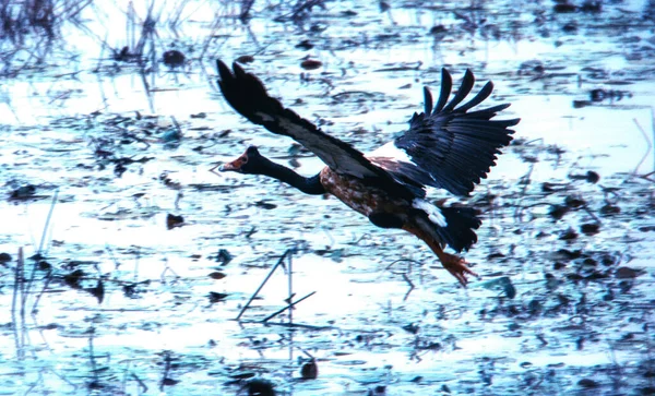 Elster Gänse Anseranas Semipalmata Mamulaka Feuchtgebiete Kakadu Nationalpark Northern Territory — Stockfoto