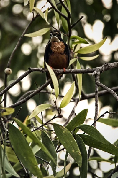 Las Kingfisher Halcyon Macleayii Kakadu Australia — Zdjęcie stockowe