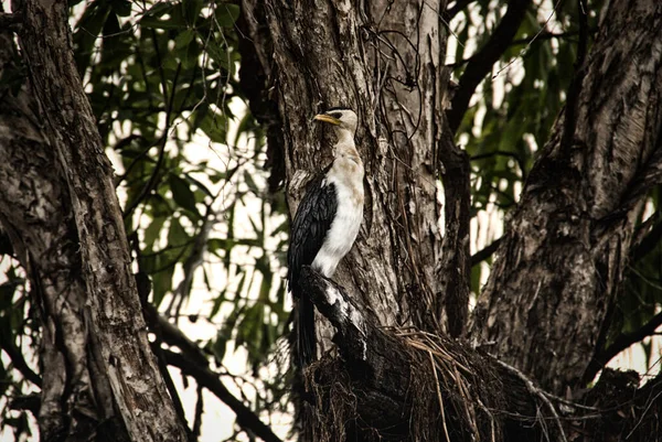 Mały Pied Cormorant Phalacrocorax Melanoleucos Żółte Wody Park Narodowy Kakadu — Zdjęcie stockowe