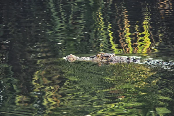 Crocodile Eau Salée Crocodylus Porosus Billabong Eau Jaune Parc National — Photo