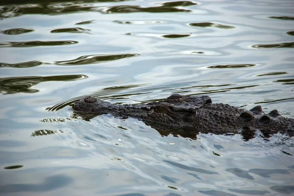 Salwater Crocodile Crocodylus Porosus Yellow Water Billabong Εθνικό Πάρκο Kakadu — Φωτογραφία Αρχείου