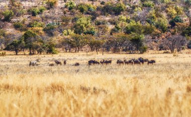 Bir grup antilop, Connochaetes Gnou, bozkırda yürüyor. Gnu, Bovidae familyasından bir antilop cinsidir..