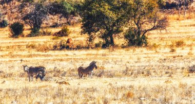 Afrika savanasında zebralar