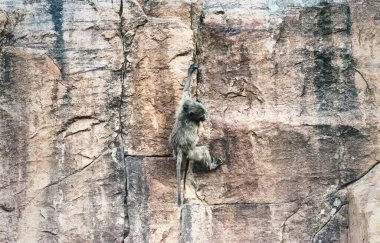 Genç gelada babunu (Theropithecus gelada) kayalara tırmanır.