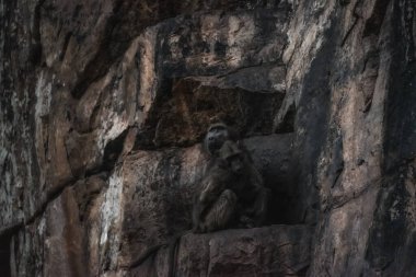 İki chacma babunu (Papio ursinus) renkli bir çöl kayasında oturur.