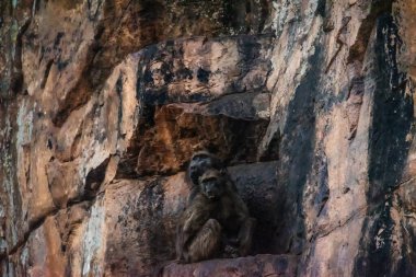 İki chacma babunu (Papio ursinus) renkli bir çöl kayasında oturur.