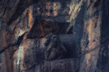 İki chacma babunu (Papio ursinus) renkli bir çöl kayasında oturur.