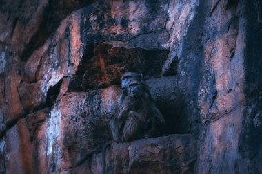 İki chacma babunu (Papio ursinus) renkli bir çöl kayasında oturur.