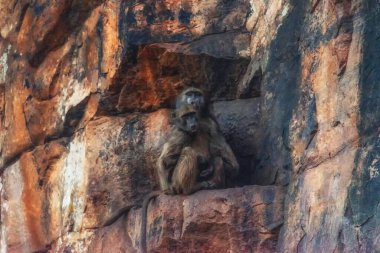 İki chacma babunu (Papio ursinus) renkli bir çöl kayasında oturur.