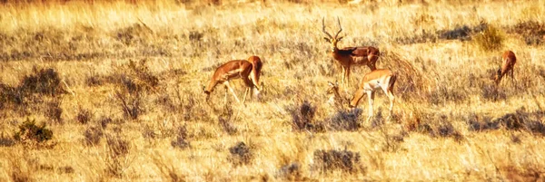 Impala Commune Dans Parc National Kruger Afrique Sud Espèce Aepyceros — Photo