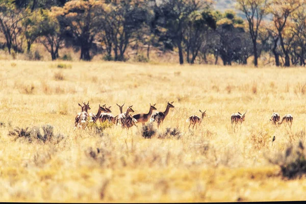 Impala Comum Parque Nacional Kruger África Sul Espécie Aepyceros Melampus — Fotografia de Stock