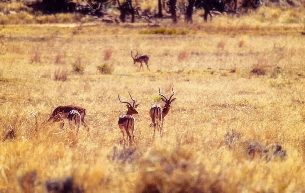 南非克鲁格国家公园的普通美洲驼 Bovidae Aepyceros Melampus科物种 — 图库照片