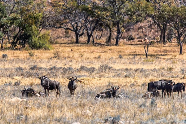 Group Wildebeests Connochaetes Gnou Walks Savannah Gnu Genus Antelopes Family — Stock Photo, Image