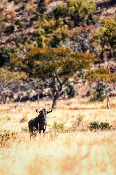 Blue Wildebeest Standing Grass Connochaetes Taurinus — Stock Photo, Image