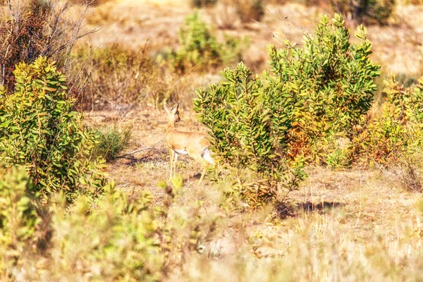Steenbok Raphicerus Campestris Women Youngster Welgevonden Private Game Reserve South — стокове фото