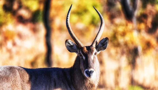 Waterbuck Kobus Ellipsiprymnus Parque Nacional Welgevonden Sudáfrica —  Fotos de Stock