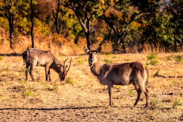 Waterbuck Kobus Ellipsiprymnus Αγέλη Κατά Σίτιση — Φωτογραφία Αρχείου