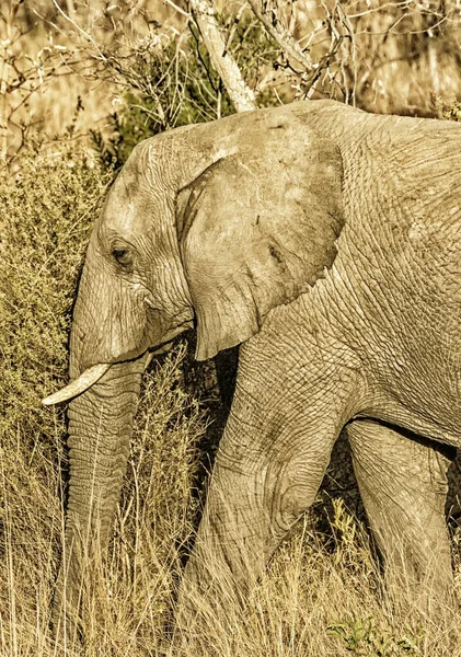 南非韦尔盖文登野生动物保护区的野生大象 — 图库照片