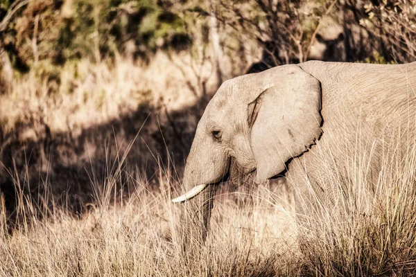 Vahşi Doğadaki Fil Güney Afrika Daki Welgevonden Oyun Rezervi Nde — Stok fotoğraf