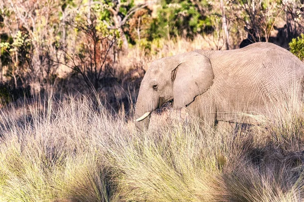 Слон Дикій Природі Welgevonden Game Reserve Південній Африці — стокове фото