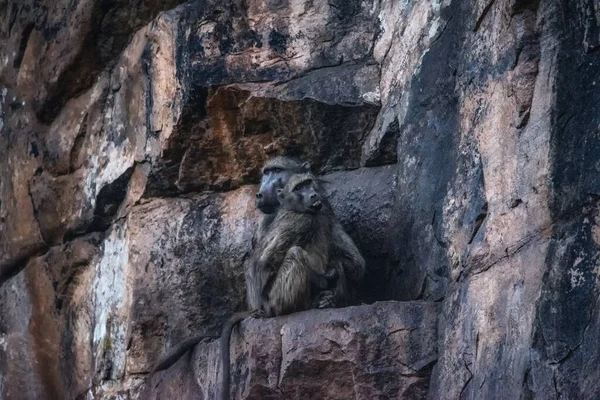 İki chacma babunu (Papio ursinus) renkli bir çöl kayasında oturur.