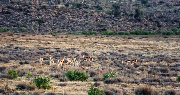 Κοπάδι Springbok Στη Στέπα Της Νότιας Αφρικής — Φωτογραφία Αρχείου