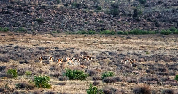 Manada Springbok Estepe África Sul — Fotografia de Stock